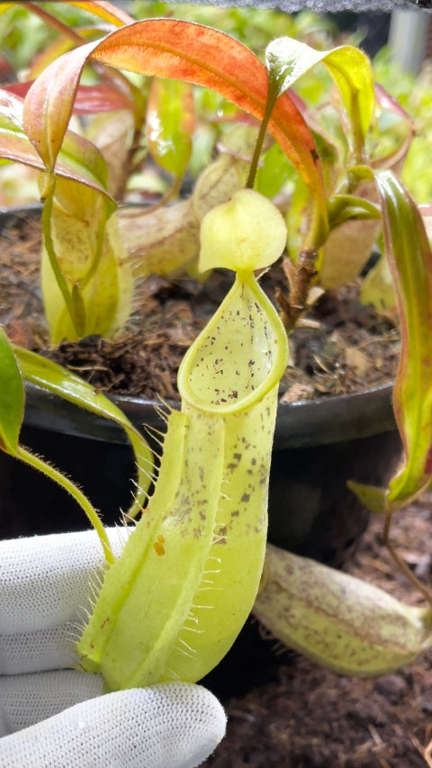N. hirsuta - Serapi - assorted clones: BE-3083 *Pre-Order*