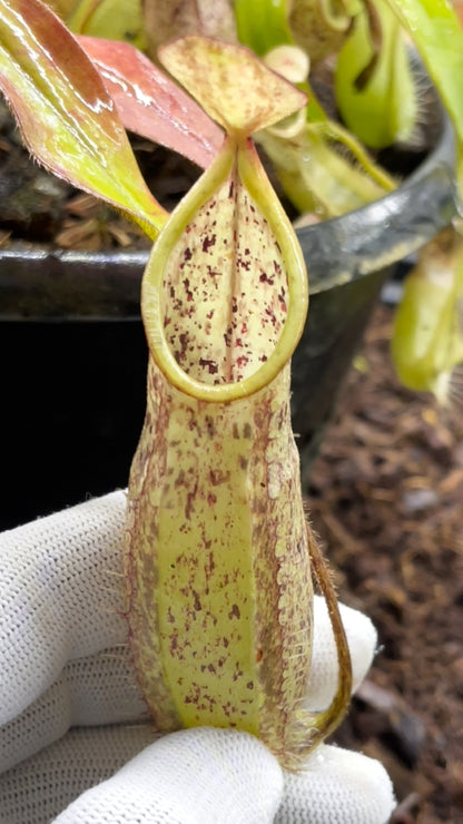 N. hirsuta - Serapi - assorted clones: BE-3083 *Pre-Order*