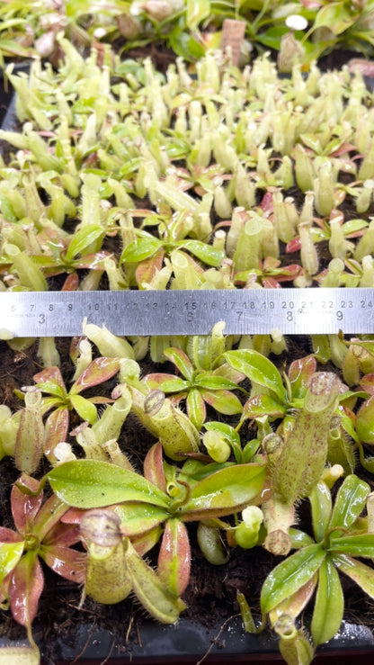 N. hirsuta - Serapi - assorted clones: BE-3083 *Pre-Order*