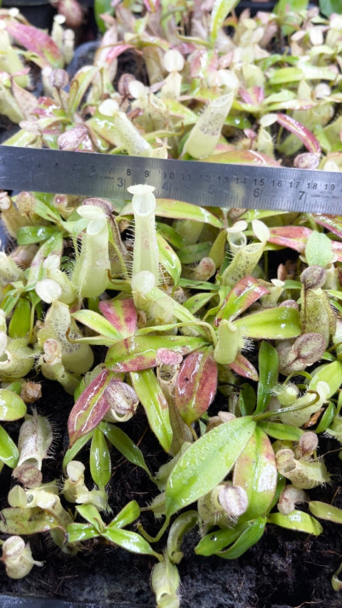 N. hirsuta - Serapi - assorted clones: BE-3083 *Pre-Order*