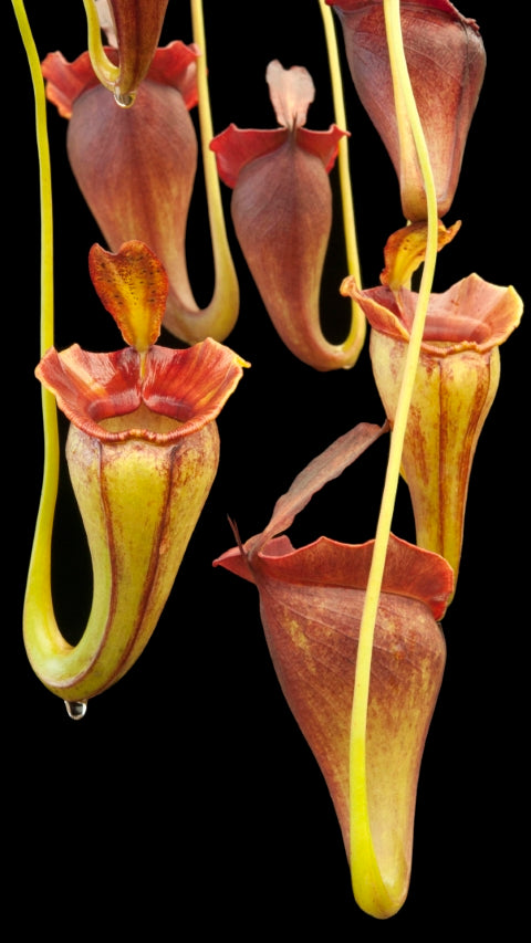 N. jacquelineae - Lusung Tungkut - assorted clones: BE-3092