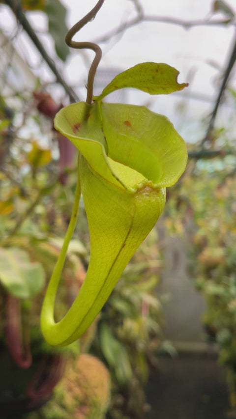 N. jacquelineae - Lusung Tungkut - assorted clones: BE-3092 *Pre-Order*