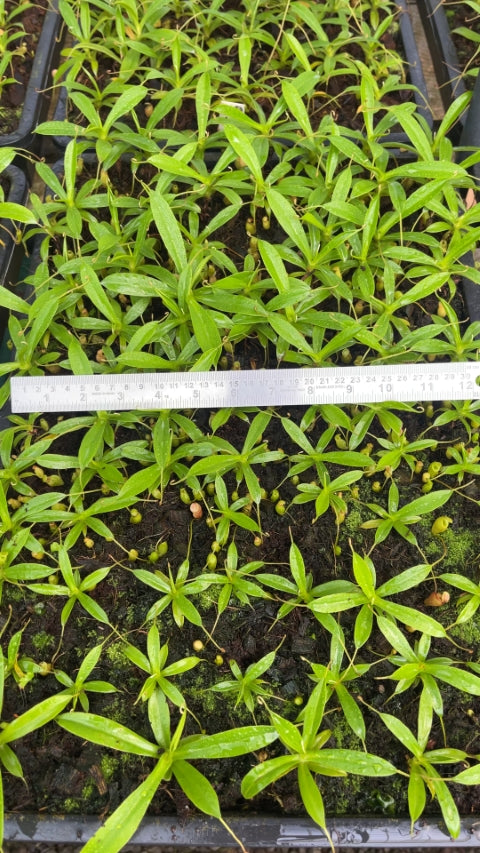 N. jacquelineae - Lusung Tungkut - assorted clones: BE-3092 *Pre-Order*