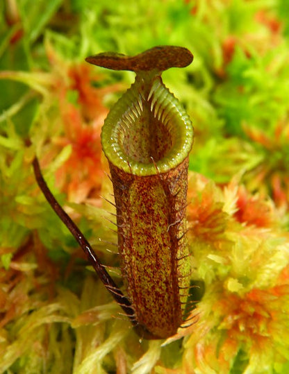N. monticola (or N. lamii) - selected clone: BE-3099 *Pre-Order*