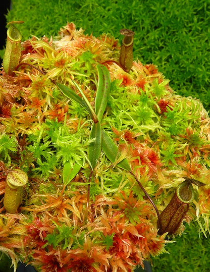 N. monticola (or N. lamii) - selected clone: BE-3099 *Pre-Order*