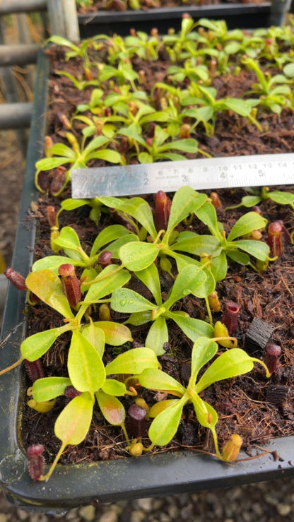 N. lowii - Trus Madi - best selected clone: BE-3100