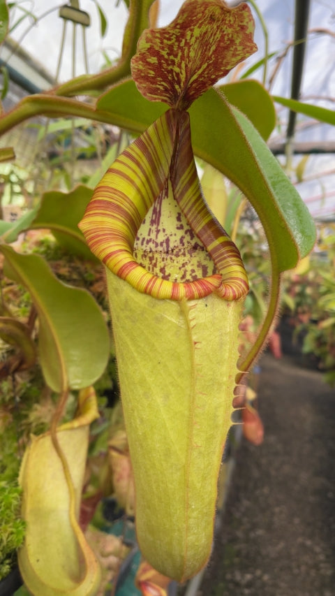 N. chaniana x veitchii - best selected clone: BE-3137 *Pre-Order*