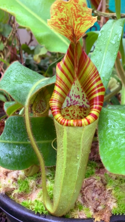 N. chaniana x veitchii - best selected clone: BE-3137