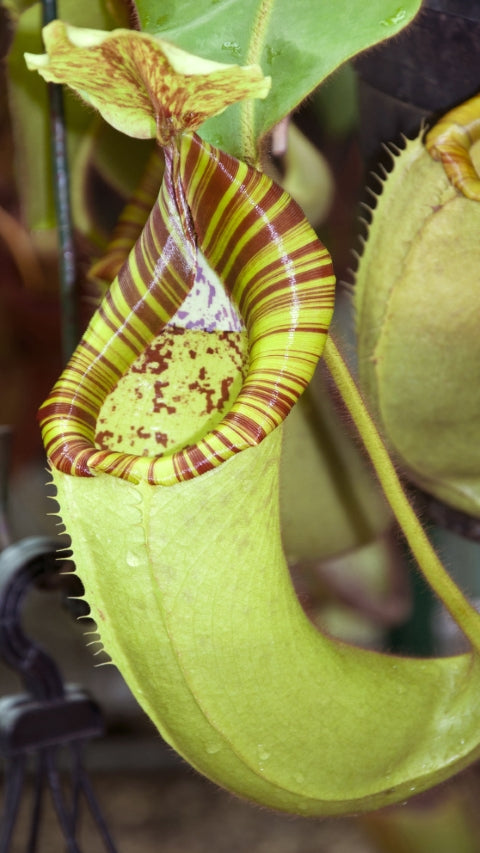 N. chaniana x veitchii - best selected clone: BE-3137 *Pre-Order*