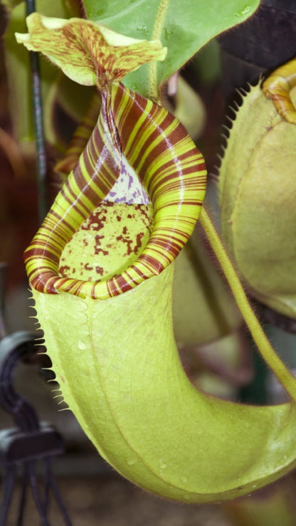 N. chaniana x veitchii - best selected clone: BE-3137 *Pre-Order*