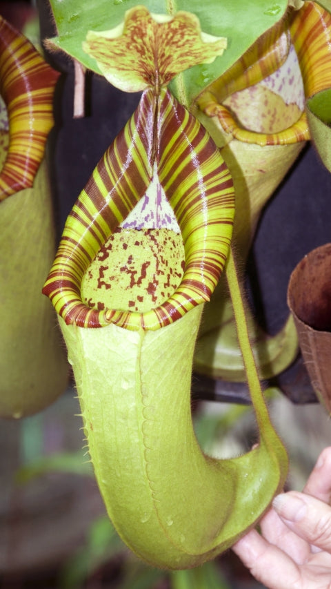 N. chaniana x veitchii - best selected clone: BE-3137 *Pre-Order*