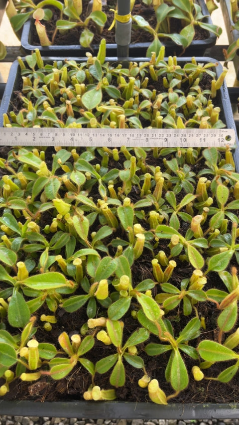 N. chaniana x veitchii - best selected clone: BE-3137 *Pre-Order*