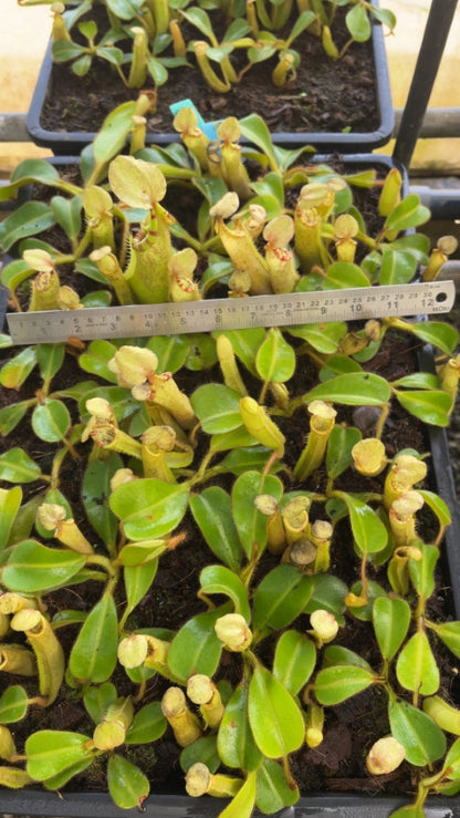N. chaniana x veitchii - best selected clone: BE-3137 *Pre-Order*