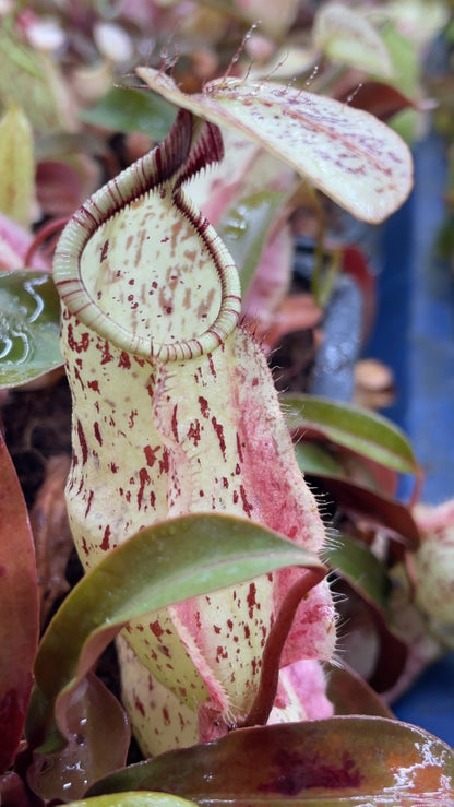 N. rafflesiana - Brunei light speckled - selected clone: BE-3141 *Pre-Order*