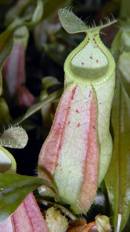 N. rafflesiana - Brunei light speckled - selected clone: BE-3141 *Pre-Order*