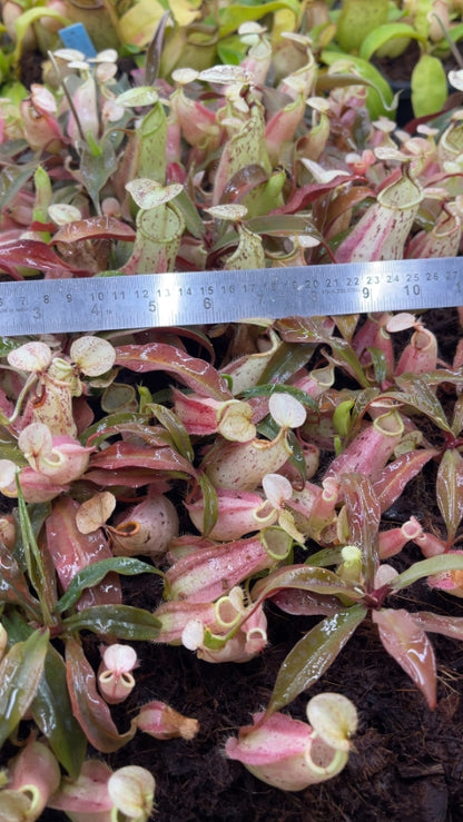 N. rafflesiana - Brunei light speckled - selected clone: BE-3141 *Pre-Order*