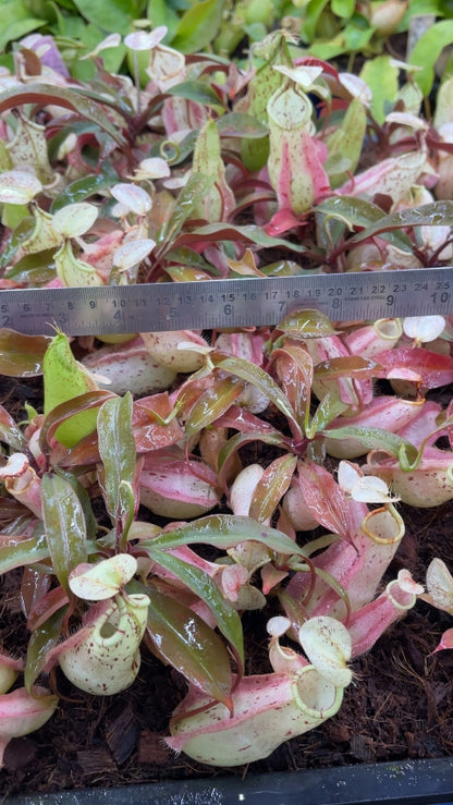 N. rafflesiana - Brunei light speckled - selected clone: BE-3141 *Pre-Order*