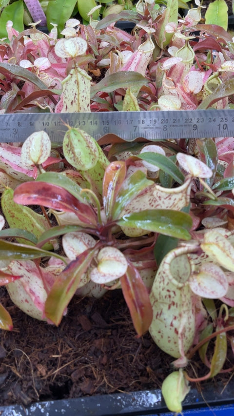 N. rafflesiana - Brunei light speckled - selected clone: BE-3141 *Pre-Order*