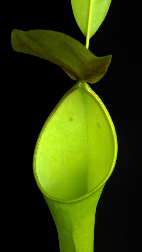 N. reinwardtiana – assorted clones: BE-3159