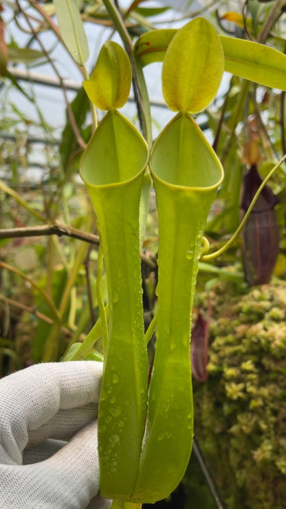 N. reinwardtiana – assorted clones: BE-3159 *Pre-Order*
