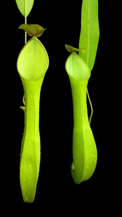 N. reinwardtiana – assorted clones: BE-3159 *Pre-Order*