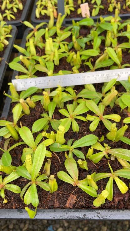 N. reinwardtiana – assorted clones: BE-3159 *Pre-Order*