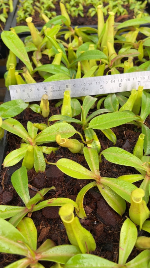 N. reinwardtiana – assorted clones: BE-3159 *Pre-Order*
