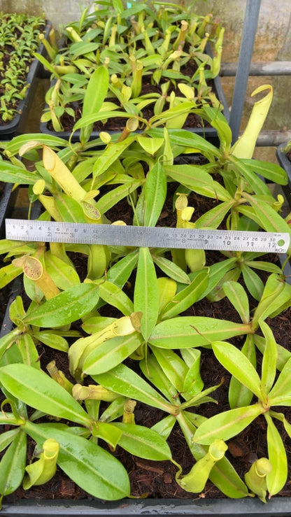 N. reinwardtiana – assorted clones: BE-3159 *Pre-Order*