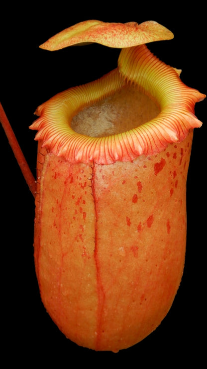 N. sibuyanensis - assorted clones: BE-3164
