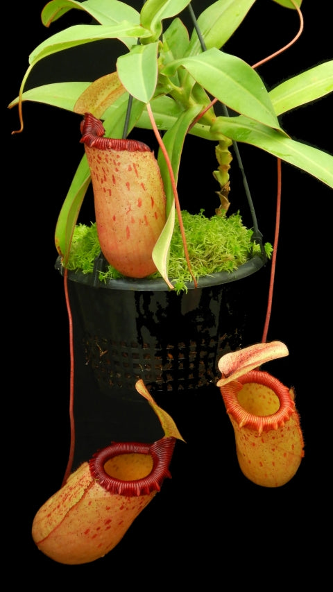 N. sibuyanensis - assorted clones: BE-3164 *Pre-Order*