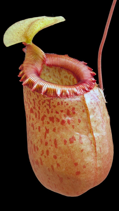 N. sibuyanensis - assorted clones: BE-3164 *Pre-Order*