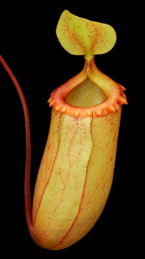 N. sibuyanensis - assorted clones: BE-3164 *Pre-Order*
