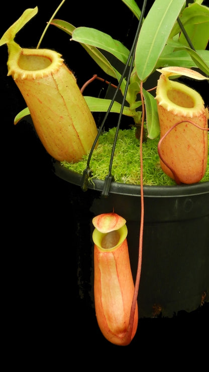 N. sibuyanensis - assorted clones: BE-3164 *Pre-Order*