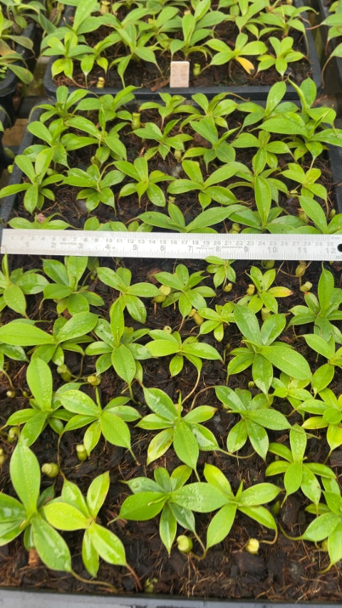 N. sibuyanensis - assorted clones: BE-3164 *Pre-Order*