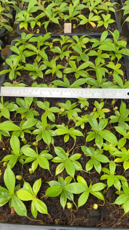 N. sibuyanensis - assorted clones: BE-3164 *Pre-Order*