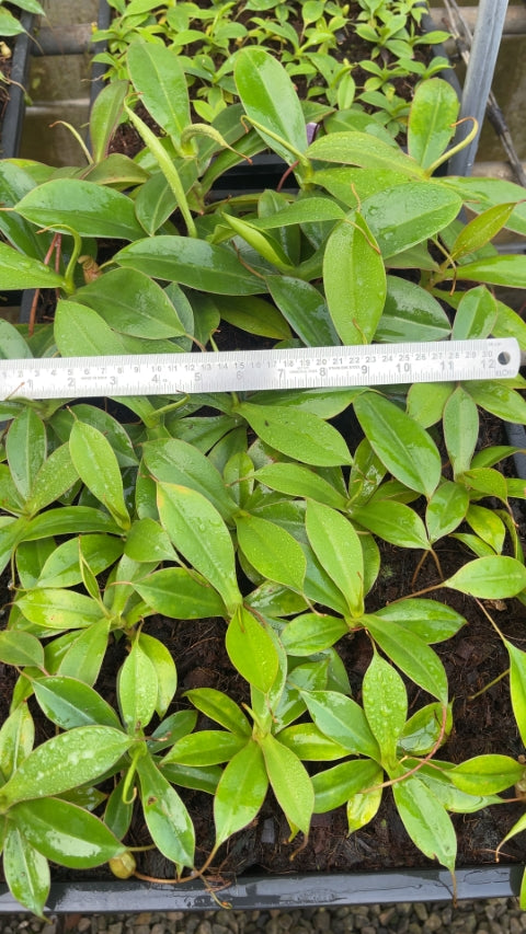 N. sibuyanensis - assorted clones: BE-3164 *Pre-Order*
