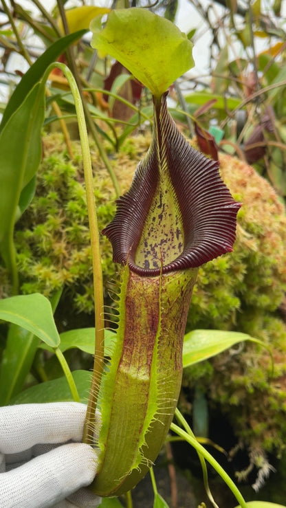 N. singalana - Belirang - best selected clone: BE-3170 *Pre-Order*