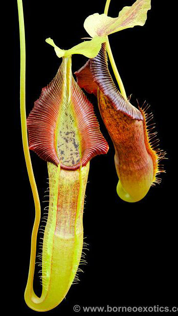 N. singalana - Belirang - best selected clone: BE-3170 *Pre-Order*