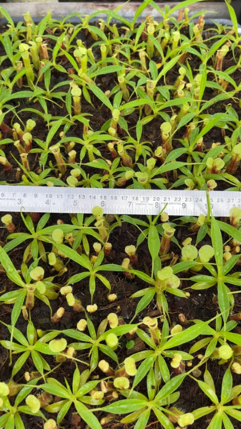 N. singalana - Belirang - best selected clone: BE-3170 *Pre-Order*
