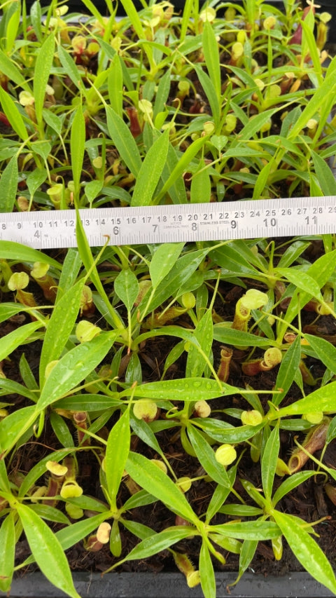 N. singalana - Belirang - best selected clone: BE-3170 *Pre-Order*