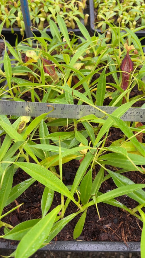 N. singalana - Belirang - best selected clone: BE-3170 *Pre-Order*