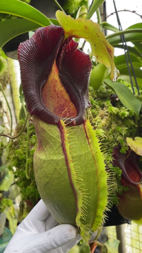N. spathulata – best selected clone: BE-3175