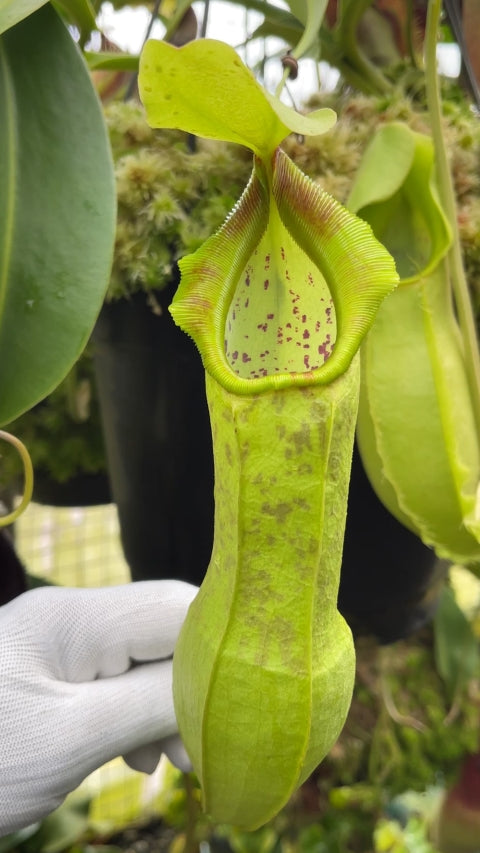 N. spathulata – best selected clone: BE-3175 *Pre-Order*