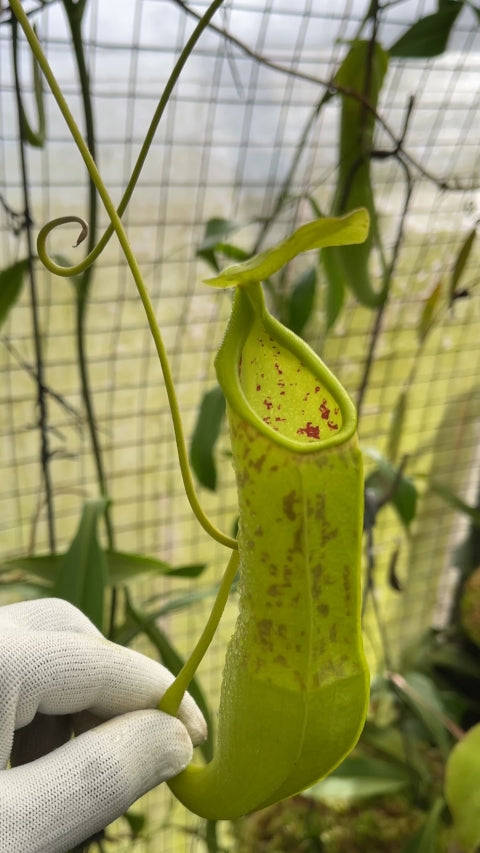 N. spathulata – best selected clone: BE-3175 *Pre-Order*