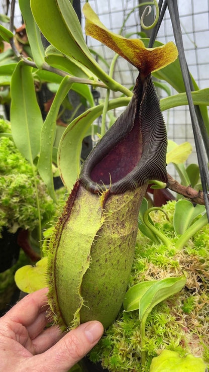 N. spathulata – best selected clone: BE-3175 *Pre-Order*