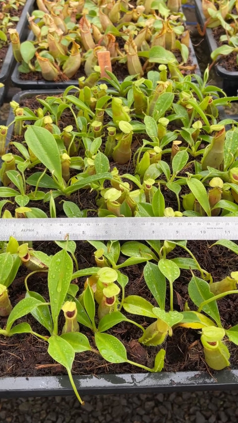 N. spathulata – best selected clone: BE-3175 *Pre-Order*