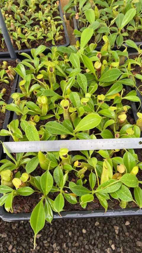 N. spathulata – best selected clone: BE-3175 *Pre-Order*