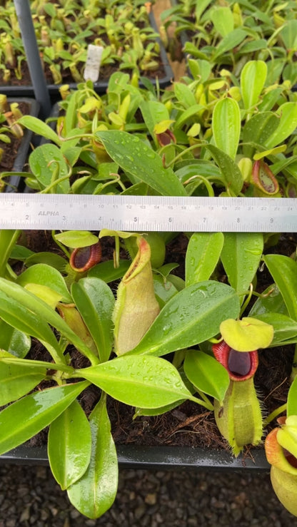 N. spathulata – best selected clone: BE-3175 *Pre-Order*