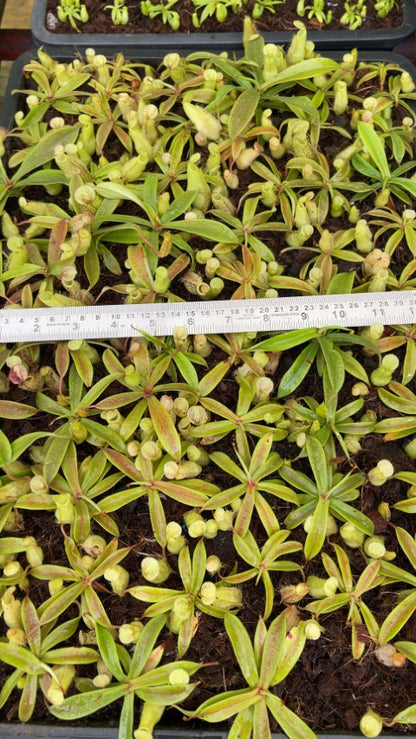 N. spectabilis - Sibuyatan - assorted clones: BE-3177 *Pre-Order*