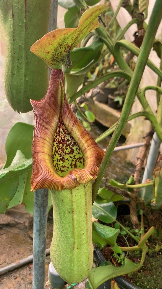 N. truncata – Pasian Highland: BE-3203